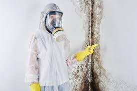 Why You Should Choose Our Mold Remediation Services in North Salt Lake, UT